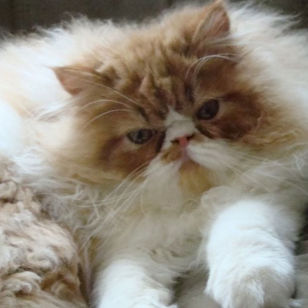 Meet your Posher, Letty